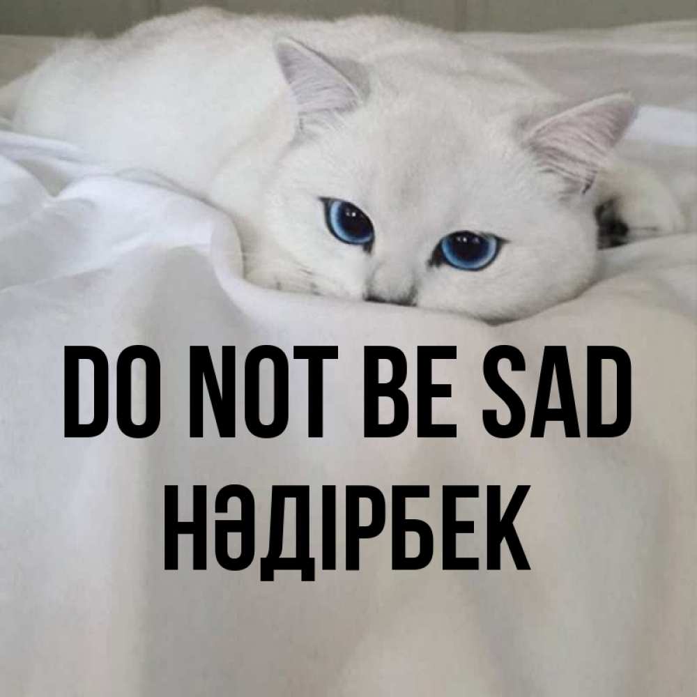 Greetings card с именем, НӘДІРБЕК Do not be sad Голубоглазая кошка Greetings with text for free download 