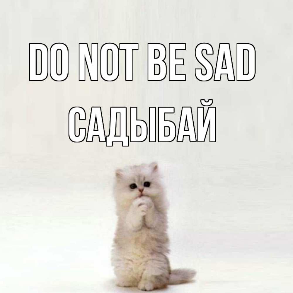 Greetings card с именем, САДЫБАЙ Do not be sad грустный кот Greetings with text for free download 
