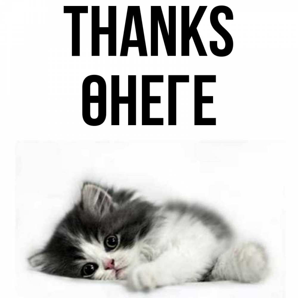 Greetings card с именем, ӨНЕГЕ Thanks черный и белый кот Greetings with text for free download 