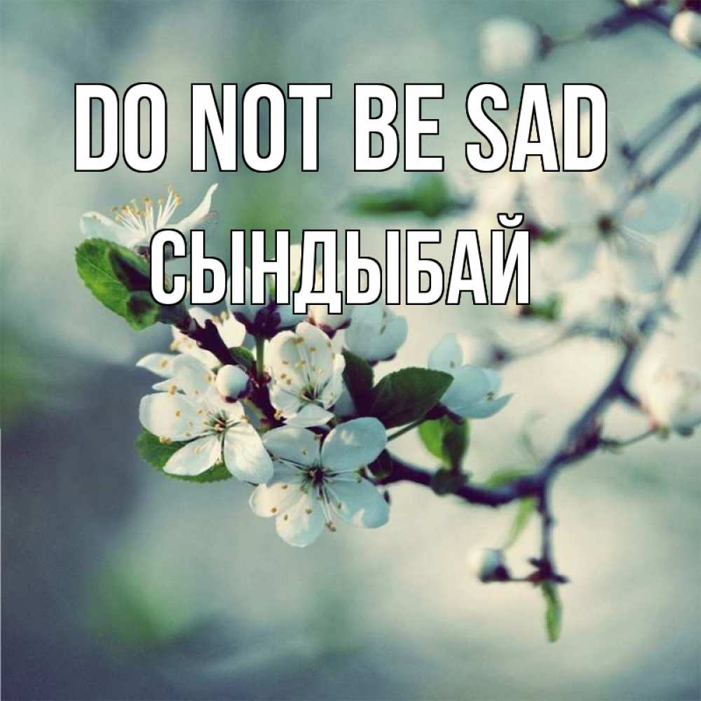 Greetings card с именем, СЫНДЫБАЙ Do not be sad яблоня в цвету 1 Greetings with text for free download 