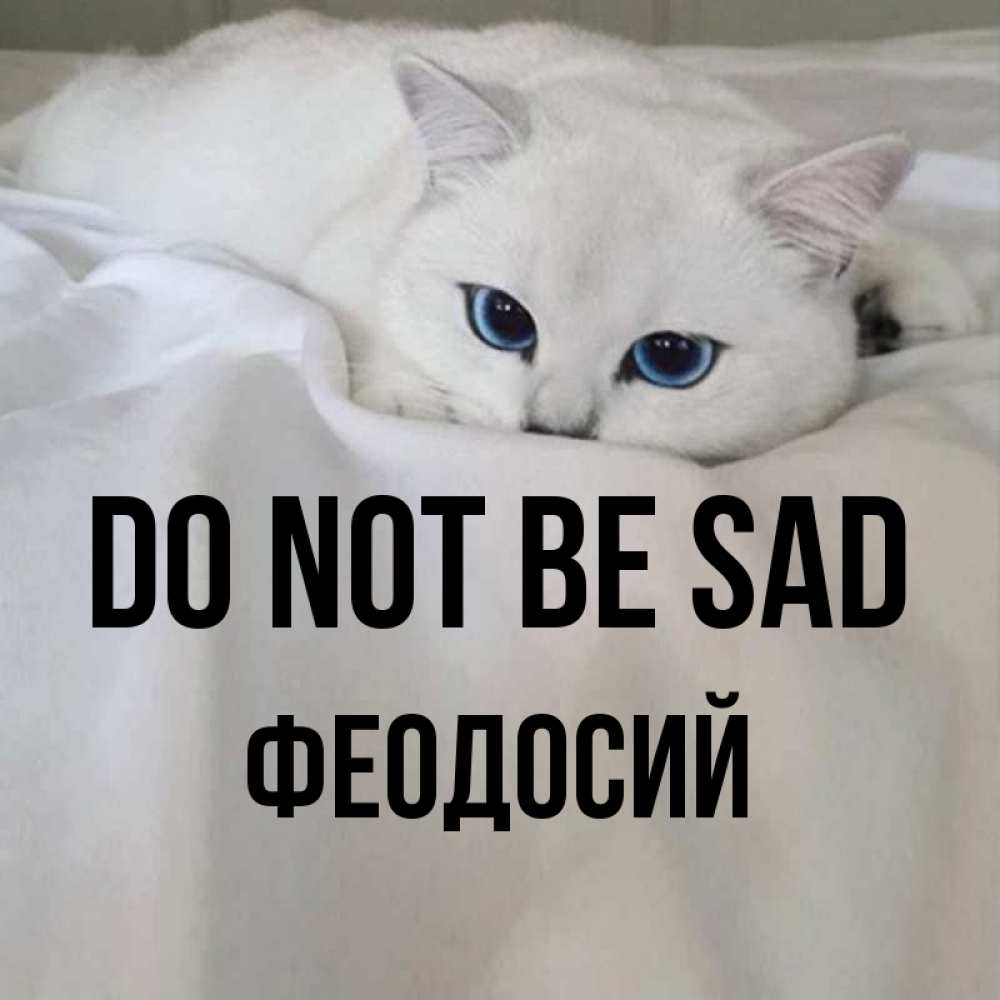 Greetings card с именем, Феодосий Do not be sad Голубоглазая кошка Greetings with text for free download 
