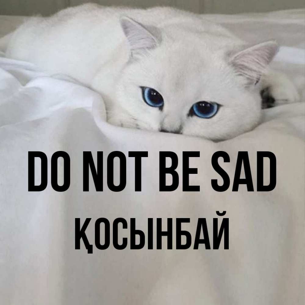 Greetings card с именем, ҚОСЫНБАЙ Do not be sad Голубоглазая кошка Greetings with text for free download 