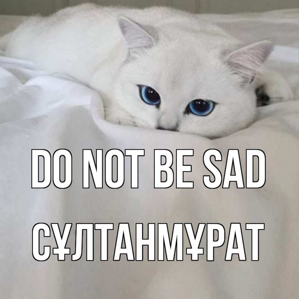Greetings card с именем, СҰЛТАНМҰРАТ Do not be sad белый кот с голубыми глазами на белоснежной кровати Greetings with text for free download 
