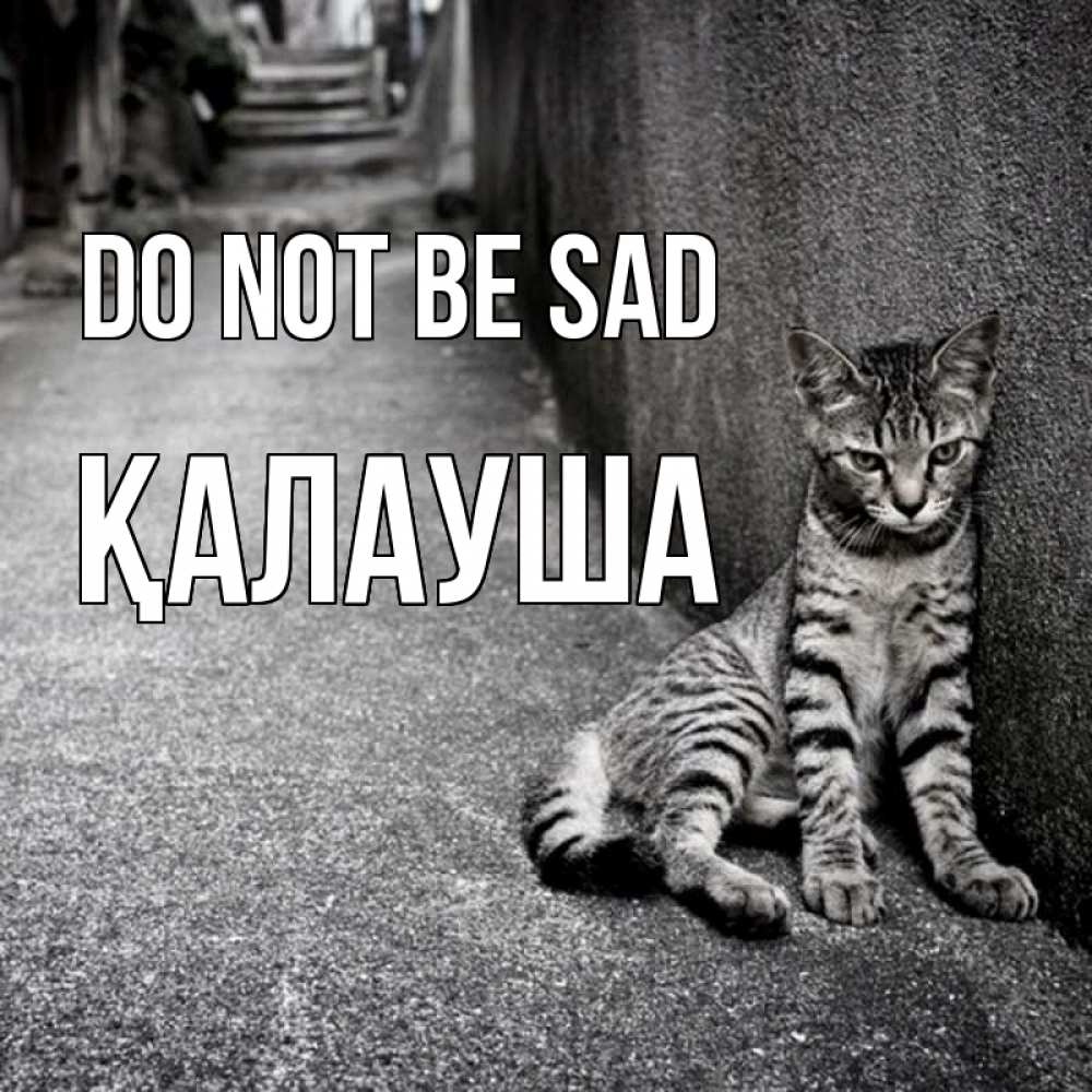 Greetings card с именем, Қалауша Do not be sad скучающий котик Greetings with text for free download 