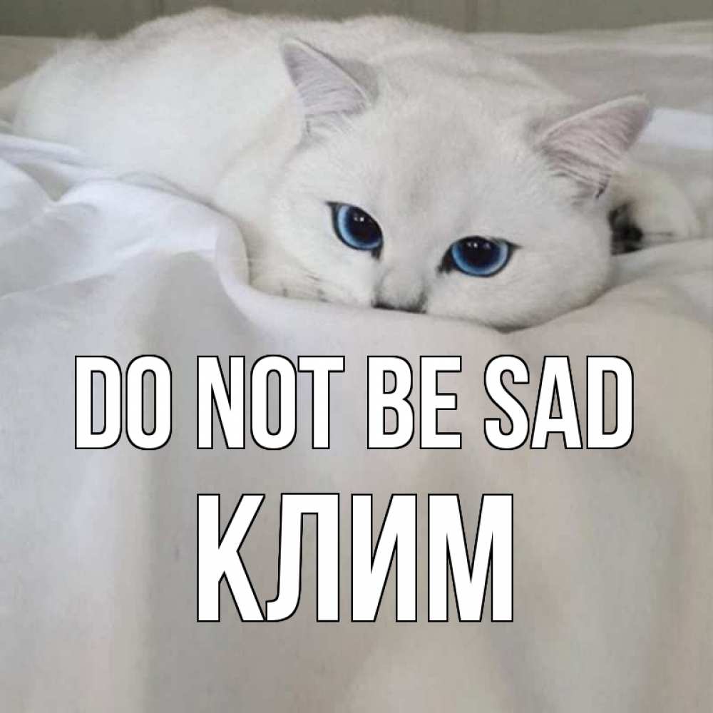 Greetings card с именем, Клим Do not be sad белый кот с голубыми глазами на белоснежной кровати Greetings with text for free download 