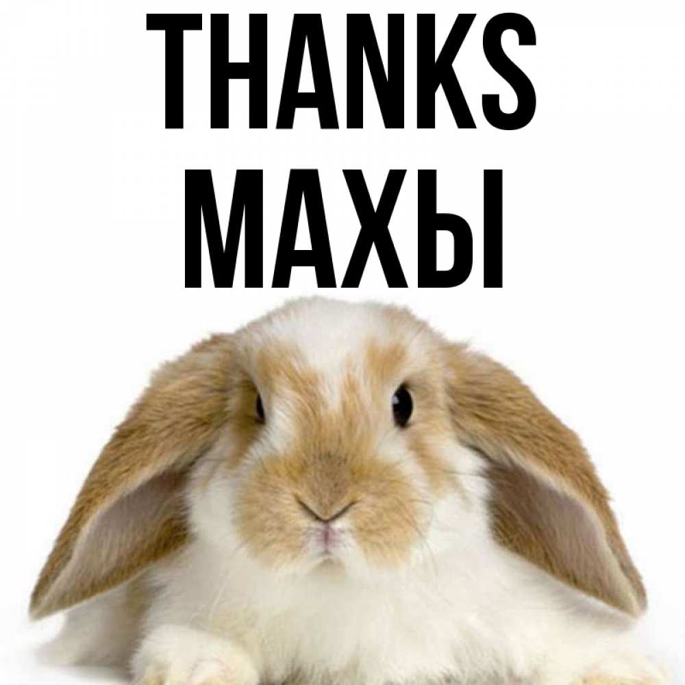 Greetings card с именем, МАХЫ Thanks коричнево белый заяц Greetings with text for free download 