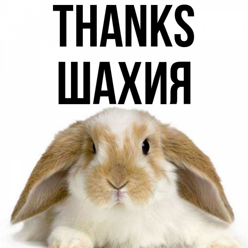 Greetings card с именем, ШАХИЯ Thanks коричнево белый заяц Greetings with text for free download 