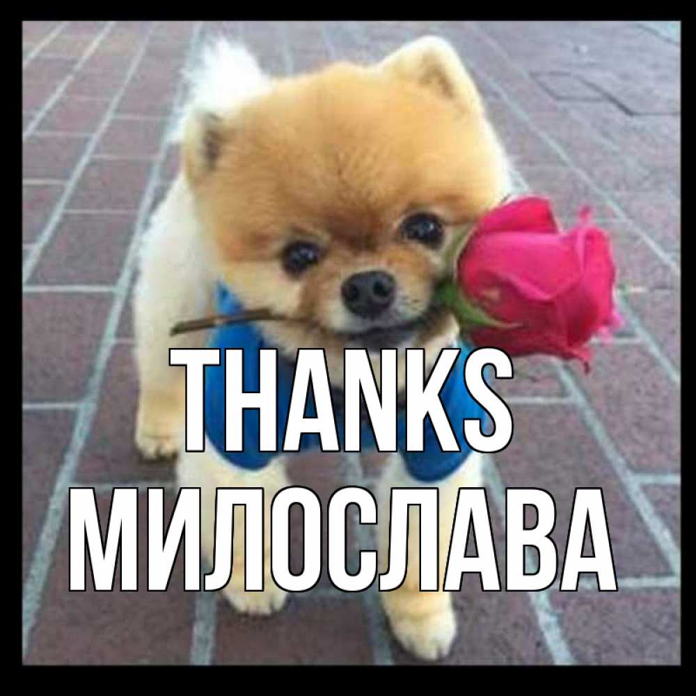 Greetings card с именем, Милослава Thanks спасибо и дарю тебе цветок Greetings with text for free download 
