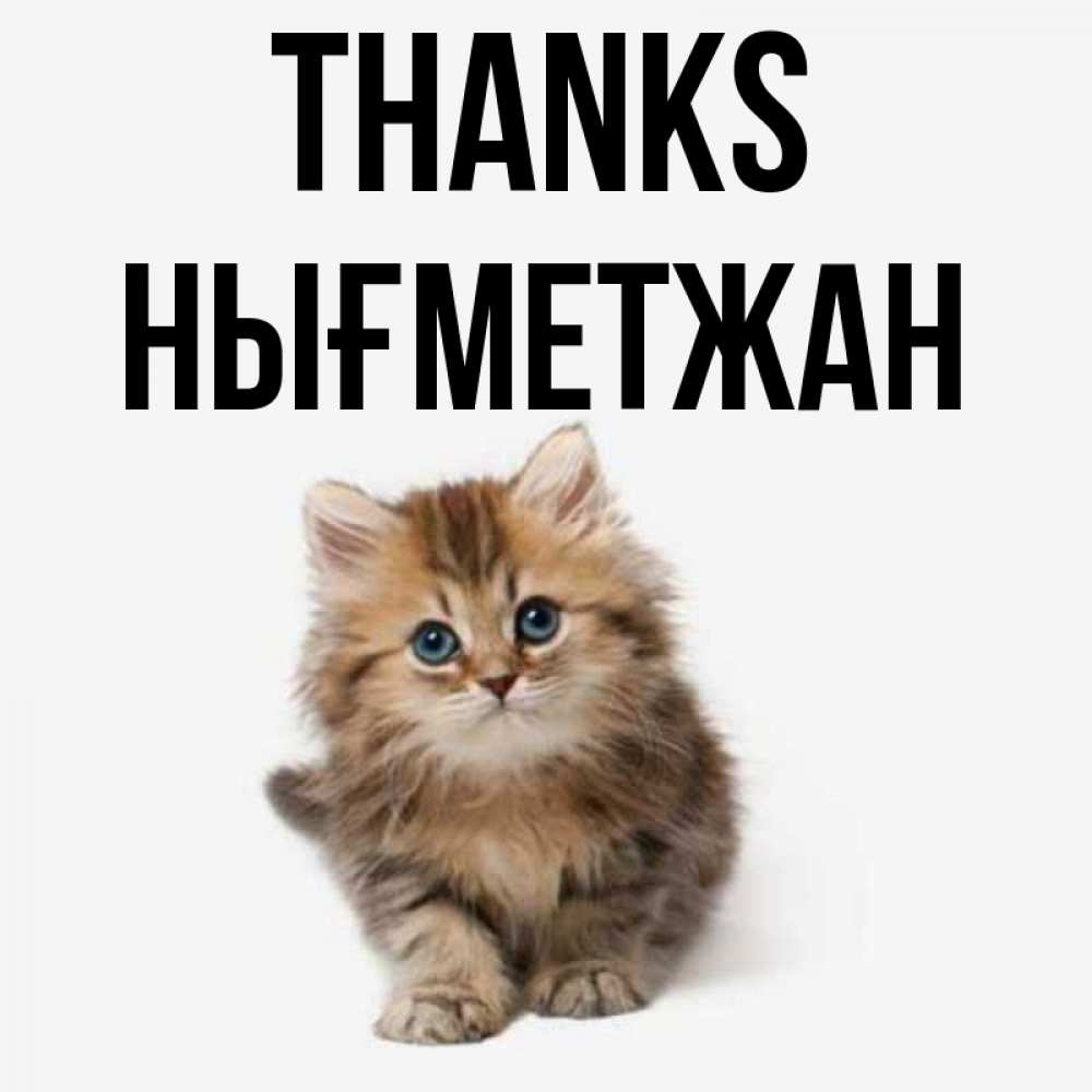 Greetings card с именем, НЫҒМЕТЖАН Thanks пушистый котик Greetings with text for free download 