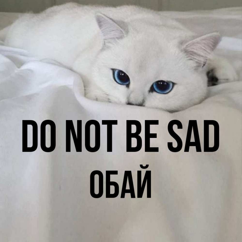 Greetings card с именем, ОБАЙ Do not be sad Голубоглазая кошка Greetings with text for free download 
