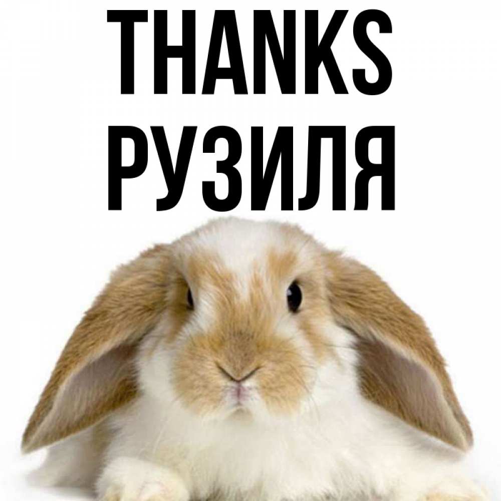 Greetings card с именем, Рузиля Thanks коричнево белый заяц Greetings with text for free download 