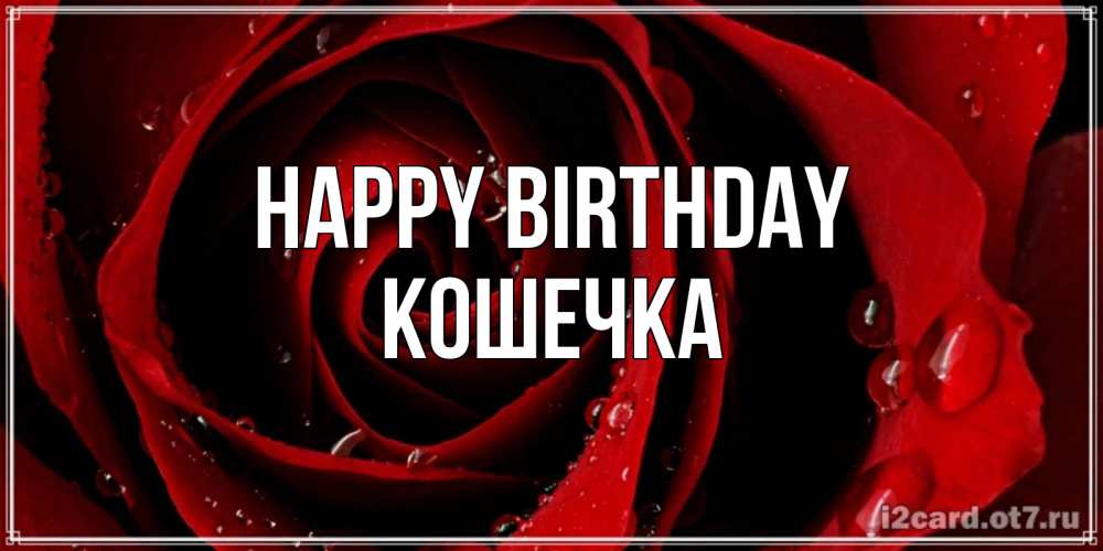 Greetings card с именем, Кошечка Happy Birthday крупная бордовая роза Greetings with text for free download 