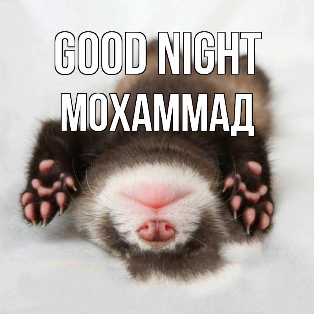 Greetings card с именем, Мохаммад Good night зверек Greetings with text for free download 