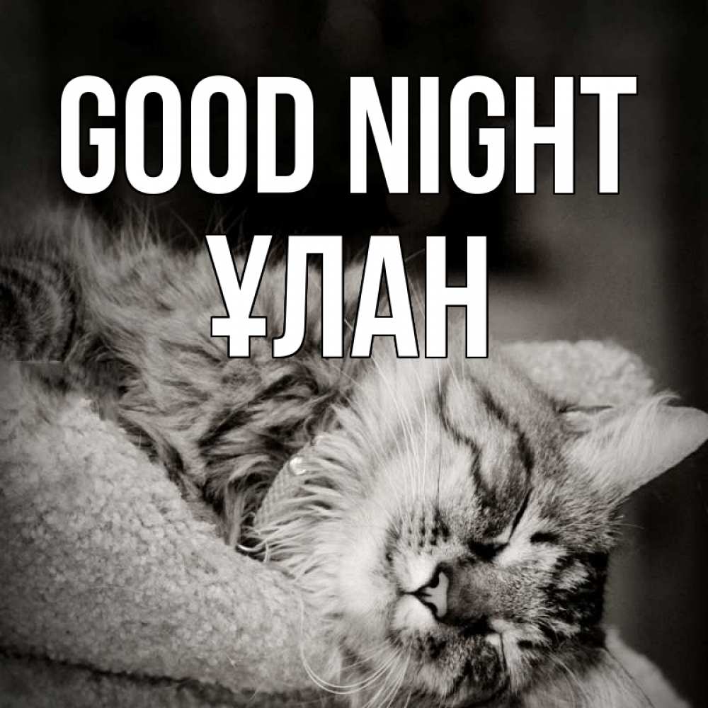 Greetings card с именем, ҰЛАН Good night котярик пушистый Greetings with text for free download 