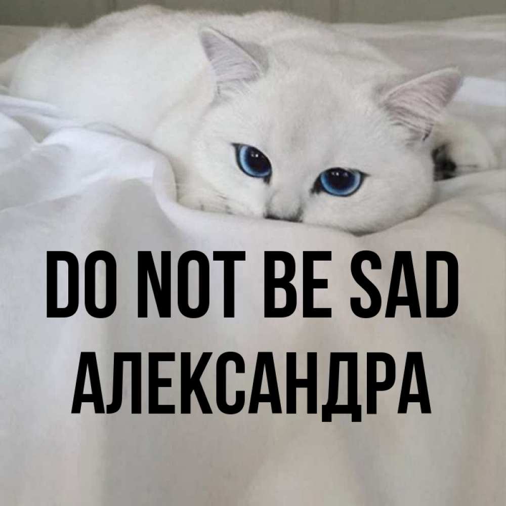 Greetings card с именем, Александра Do not be sad Голубоглазая кошка Greetings with text for free download 