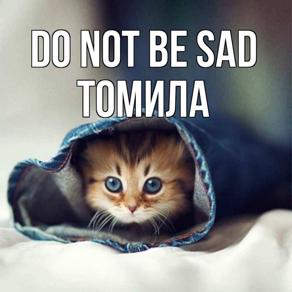 Greetings card с именем, Томила Do not be sad кот в одежде Greetings with text for free download 