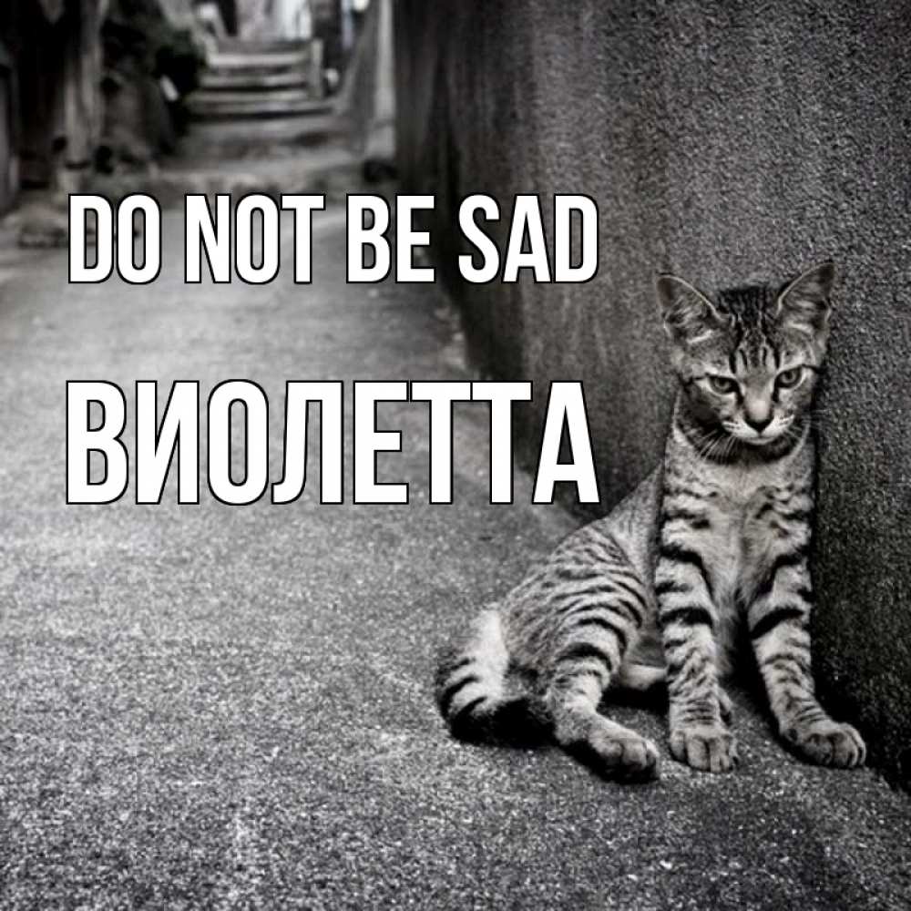 Greetings card с именем, Виолетта Do not be sad скучающий котик Greetings with text for free download 