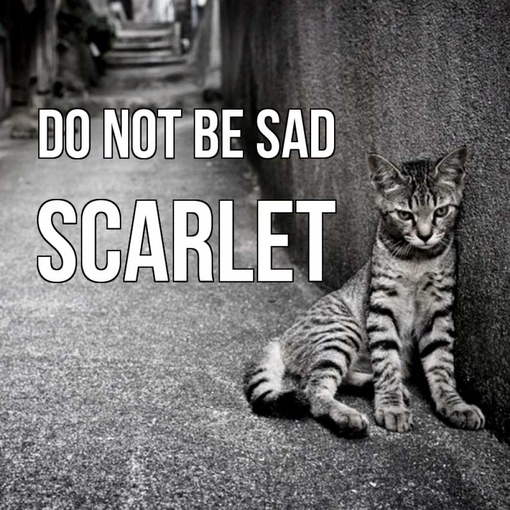 Greetings card с именем, Scarlet Do not be sad скучающий котик Greetings with text for free download 