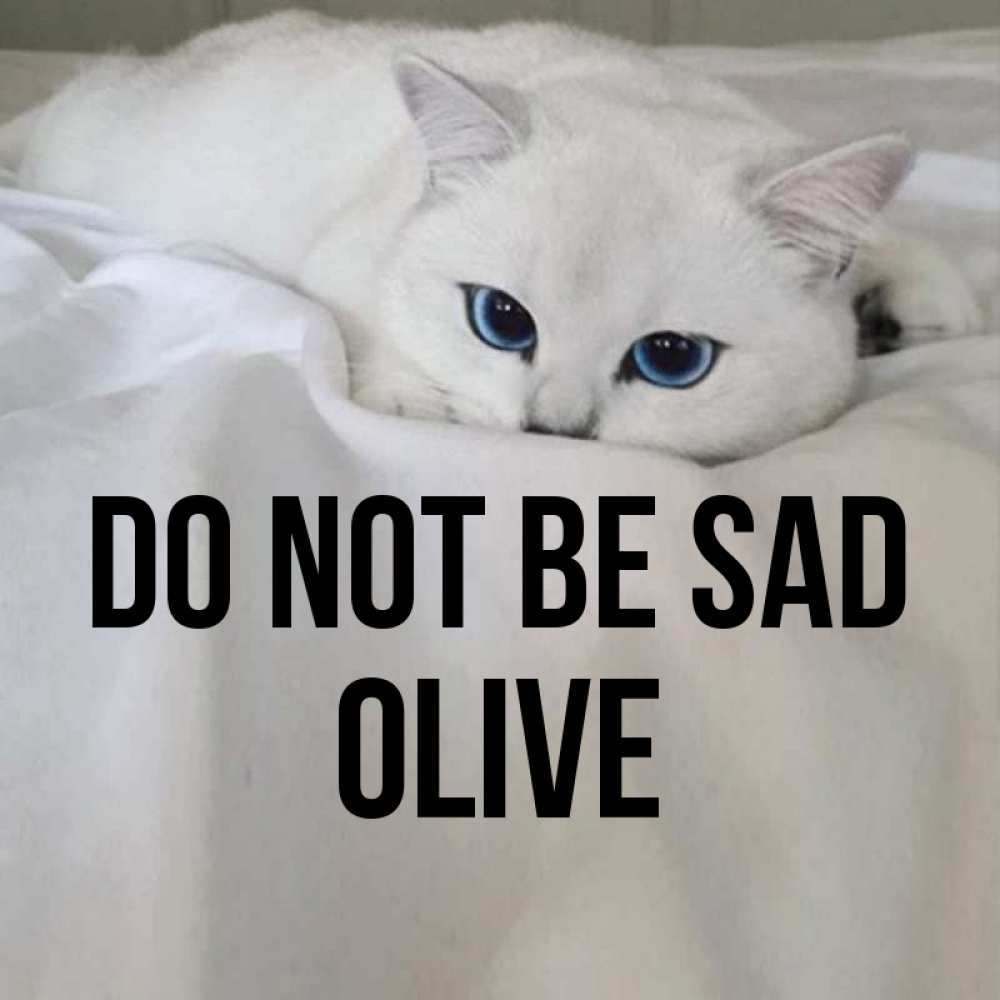 Greetings card с именем, Olive Do not be sad Голубоглазая кошка Greetings with text for free download 
