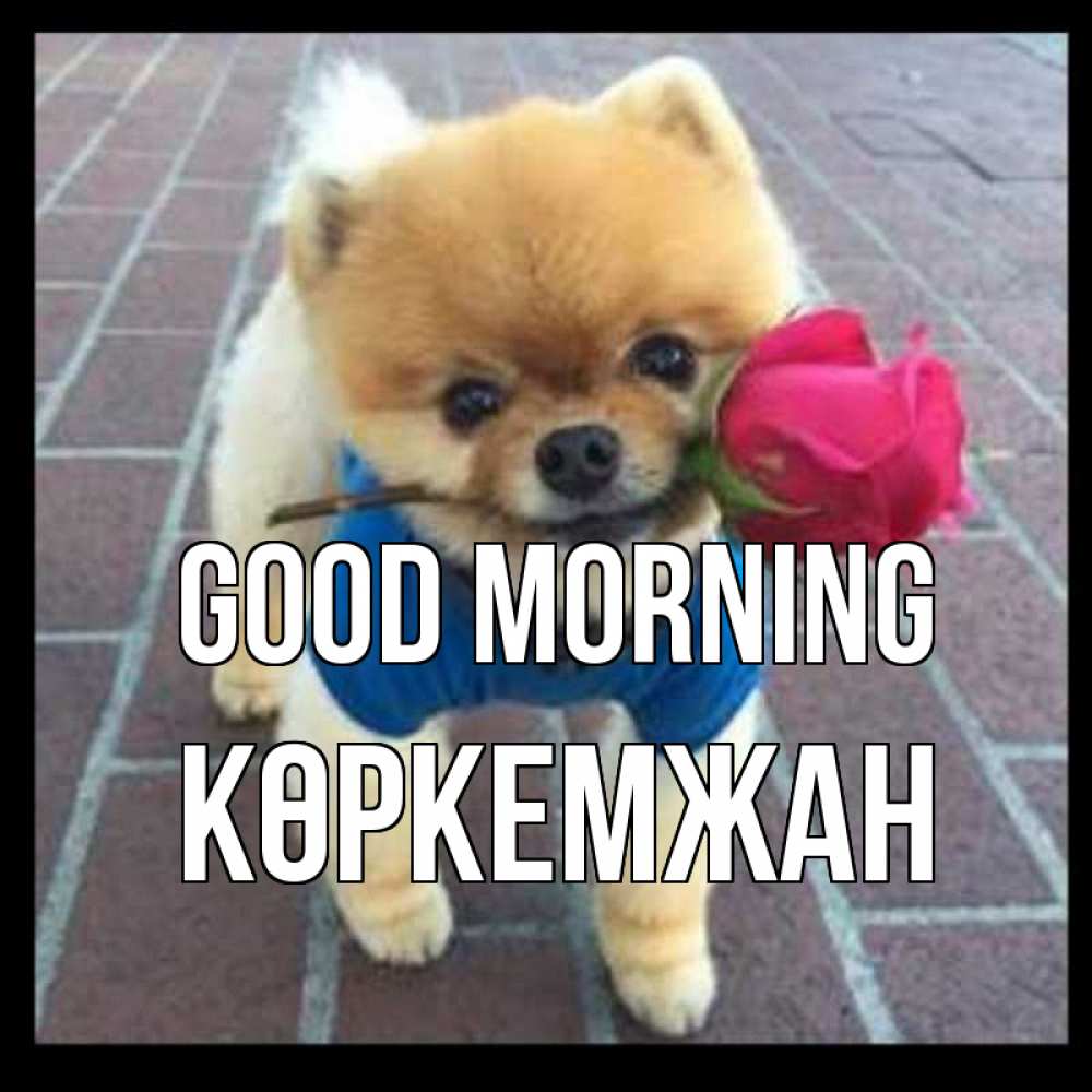 Greetings card с именем, Көркемжан Good morning роза в зубах Greetings with text for free download 