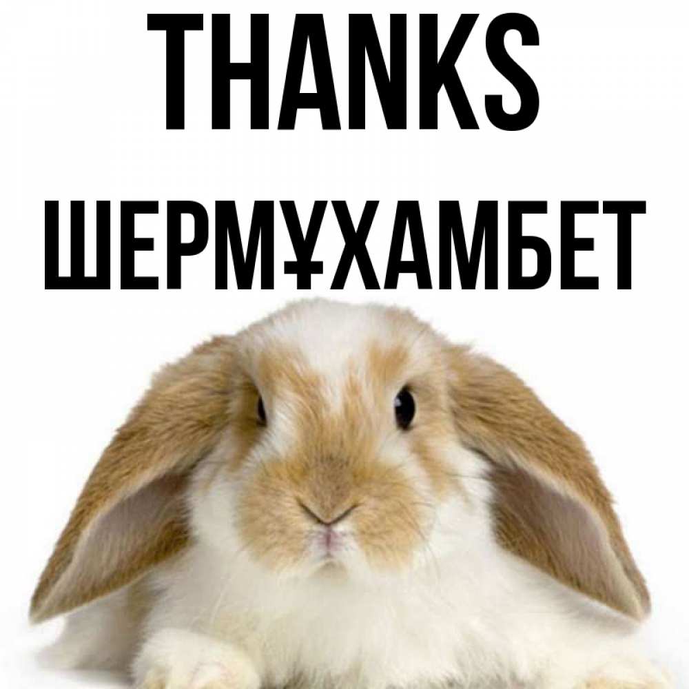 Greetings card с именем, ШЕРМҰХАМБЕТ Thanks коричнево белый заяц Greetings with text for free download 