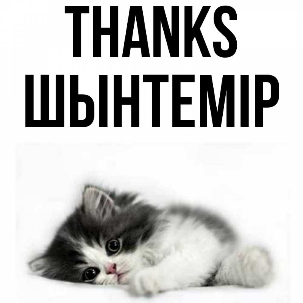 Greetings card с именем, ШЫНТЕМІР Thanks черный и белый кот Greetings with text for free download 