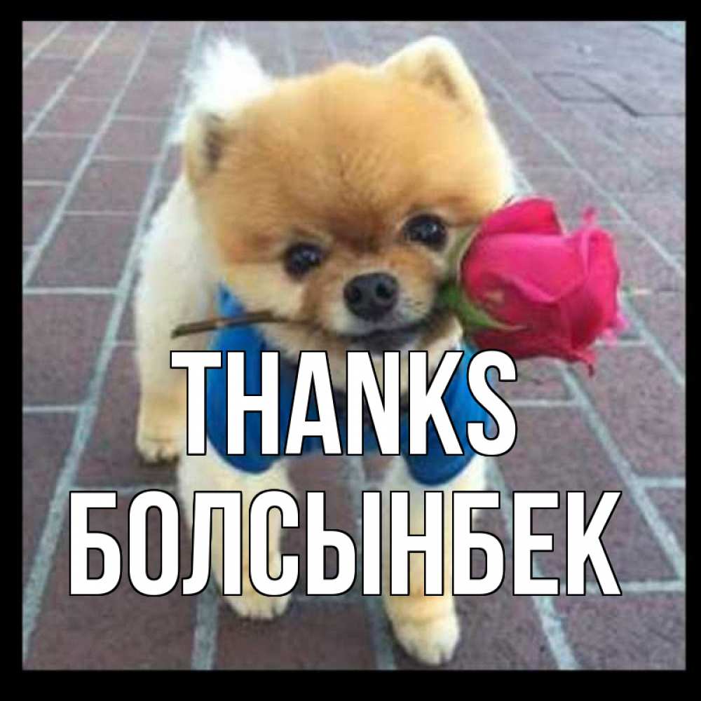 Greetings card с именем, Болсынбек Thanks спасибо и дарю тебе цветок Greetings with text for free download 