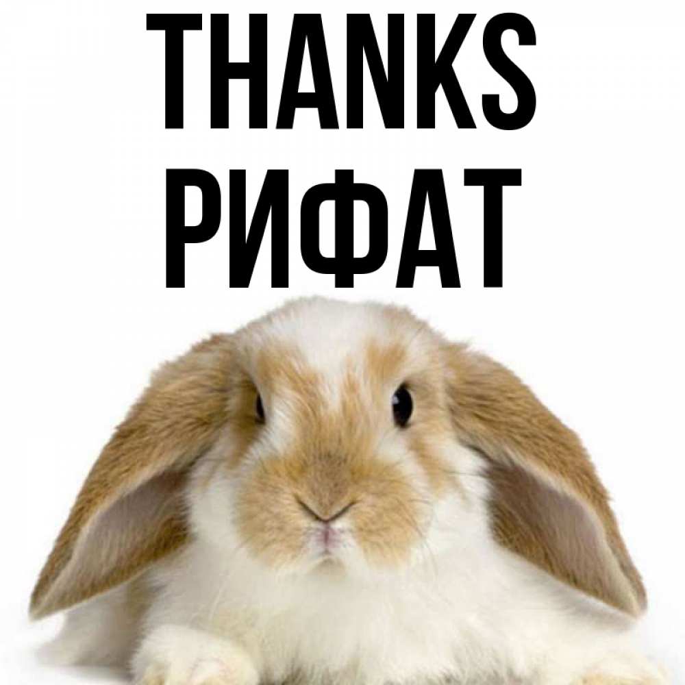 Greetings card с именем, Рифат Thanks коричнево белый заяц Greetings with text for free download 