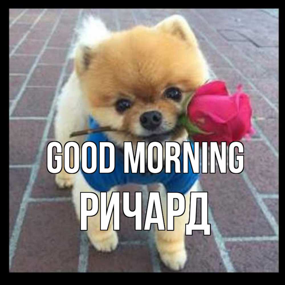 Greetings card с именем, Ричард Good morning роза в зубах Greetings with text for free download 