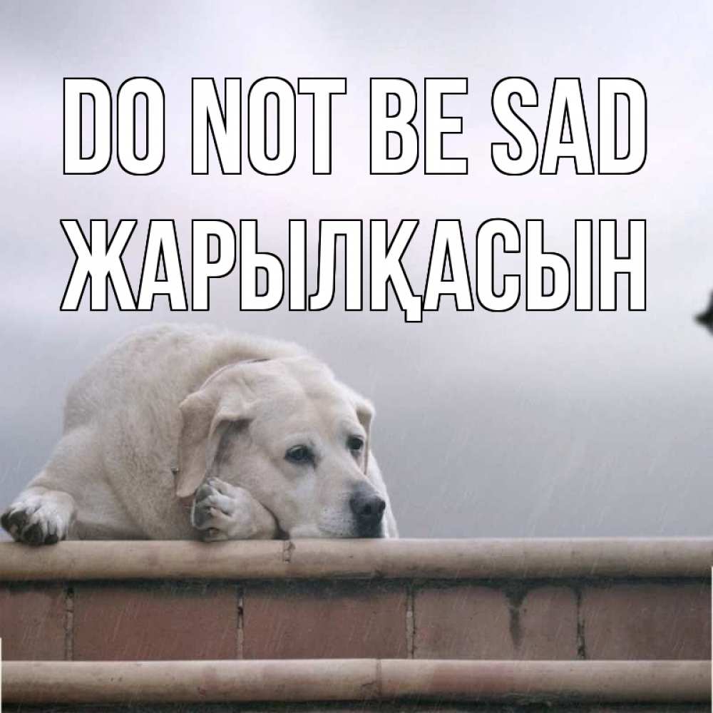 Greetings card с именем, Жарылқасын Do not be sad белый пес 1 Greetings with text for free download 