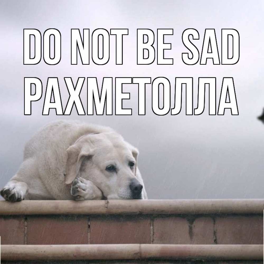 Greetings card с именем, РАХМЕТОЛЛА Do not be sad белый пес 1 Greetings with text for free download 