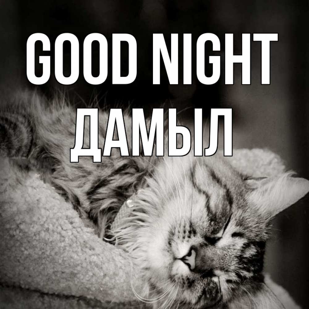 Greetings card с именем, Дамыл Good night котярик пушистый Greetings with text for free download 