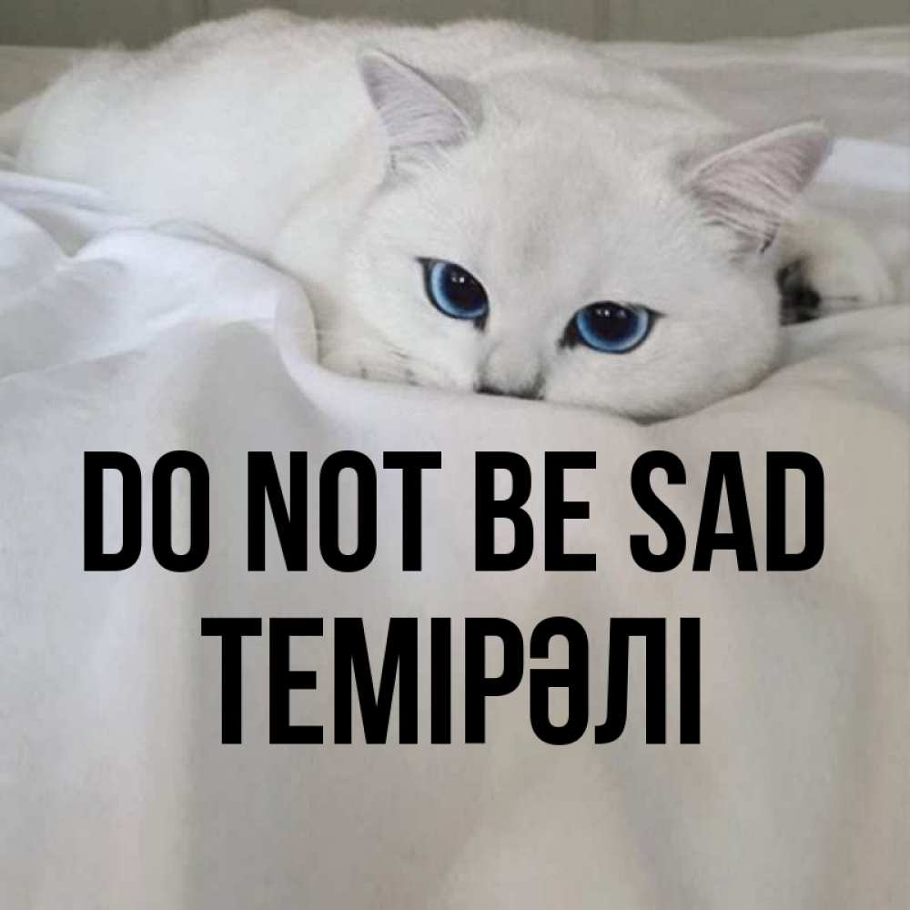 Greetings card с именем, ТЕМІРӘЛІ Do not be sad Голубоглазая кошка Greetings with text for free download 
