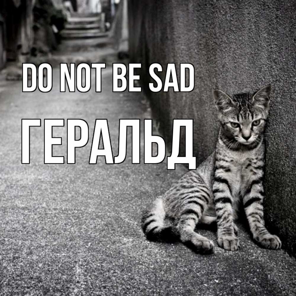 Greetings card с именем, Геральд Do not be sad скучающий котик Greetings with text for free download 