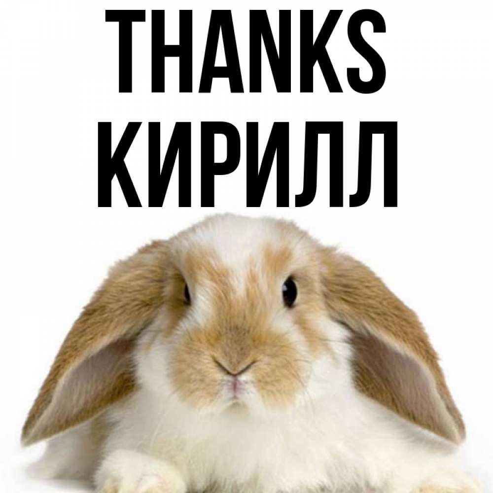 Greetings card с именем, Кирилл Thanks коричнево белый заяц Greetings with text for free download 