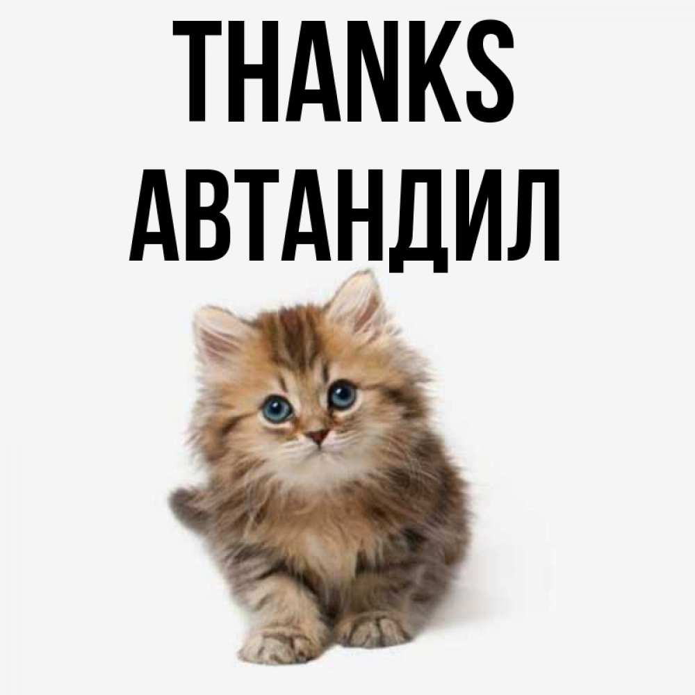 Greetings card с именем, Автандил Thanks пушистый котик Greetings with text for free download 