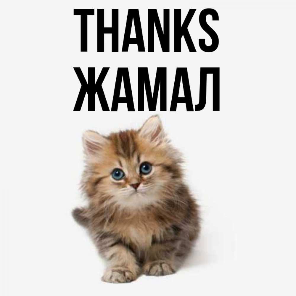 Greetings card с именем, ЖАМАЛ Thanks пушистый котик Greetings with text for free download 