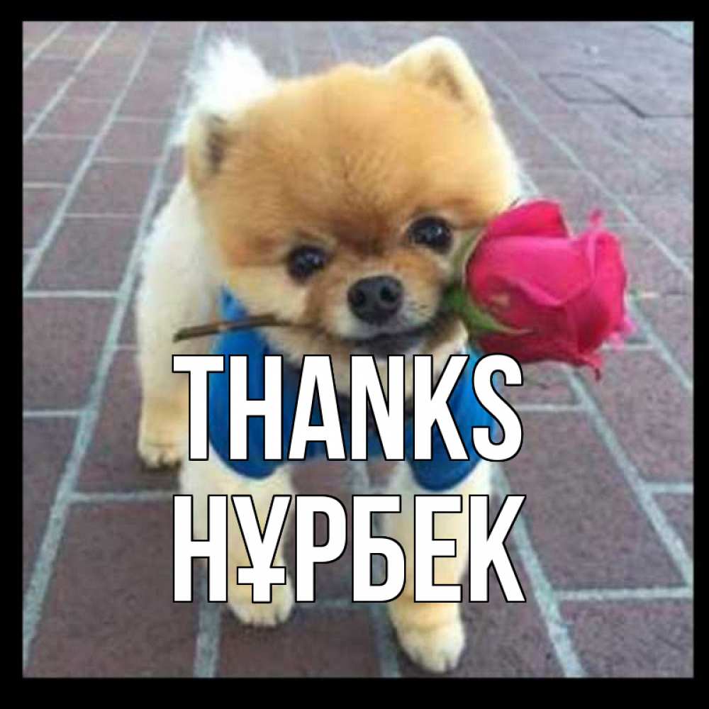 Greetings card с именем, НҰРБЕК Thanks спасибо и дарю тебе цветок Greetings with text for free download 