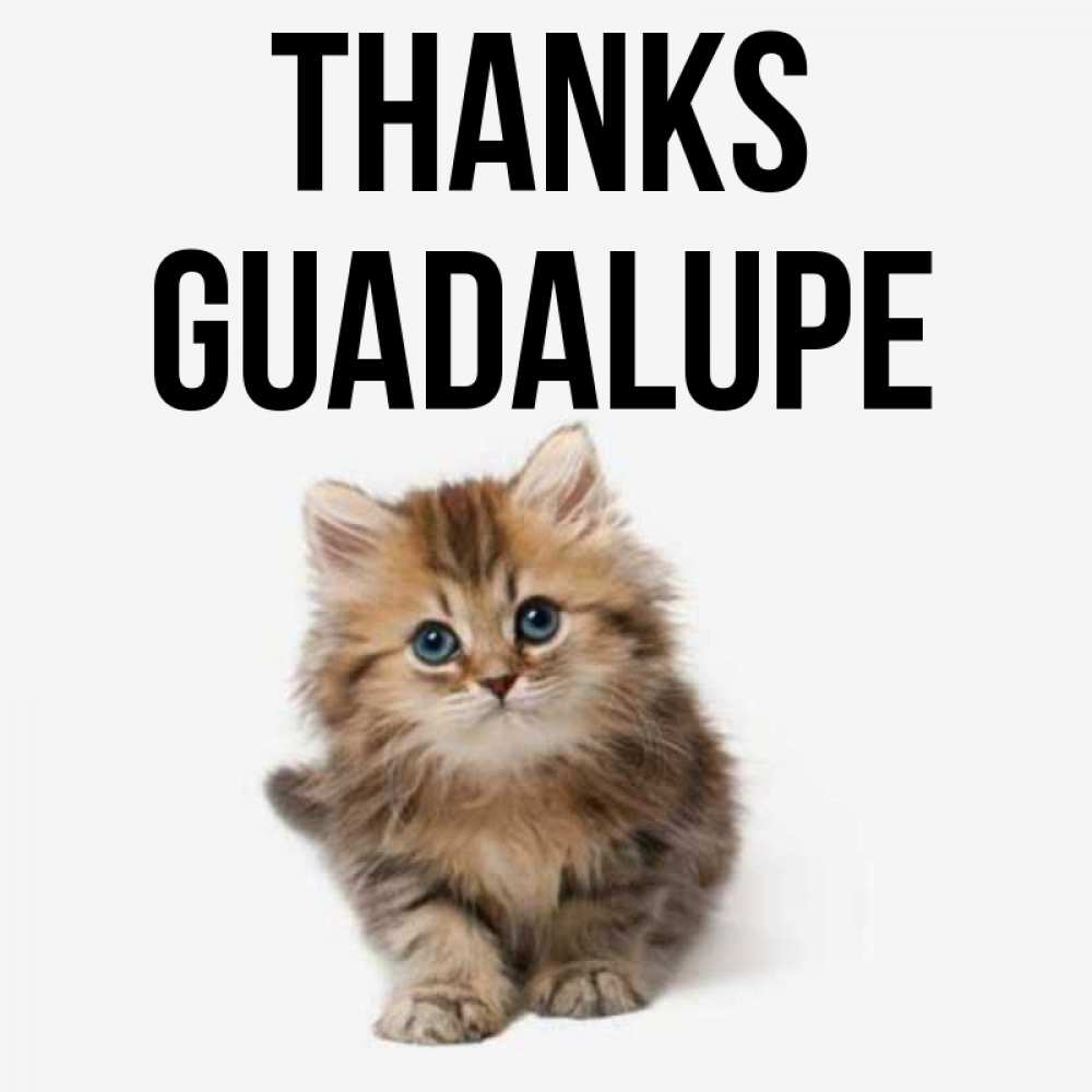 Greetings card с именем, Guadalupe Thanks пушистый котик Greetings with text for free download 