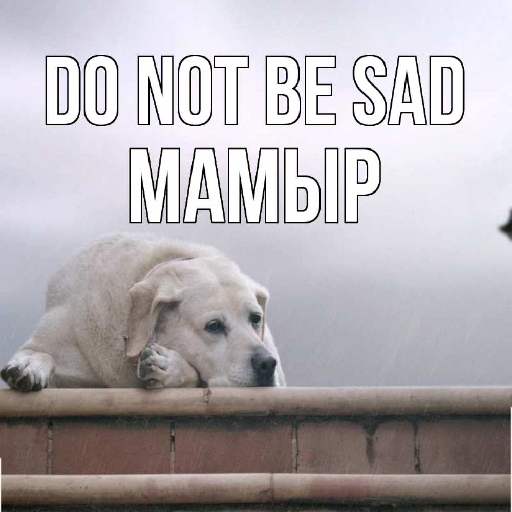 Greetings card с именем, МАМЫР Do not be sad белый пес 1 Greetings with text for free download 