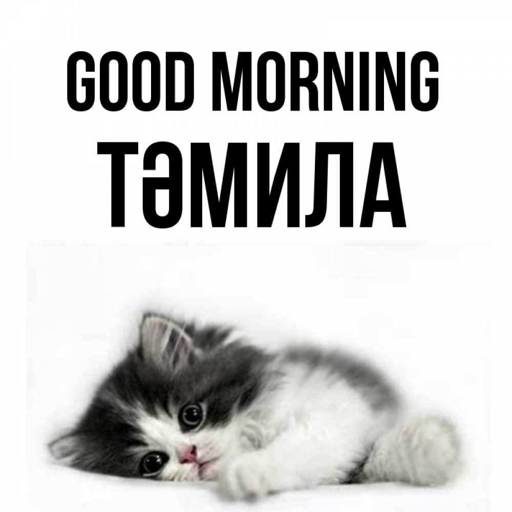 Greetings card с именем, ТӘМИЛА Good morning кот лапки Greetings with text for free download 