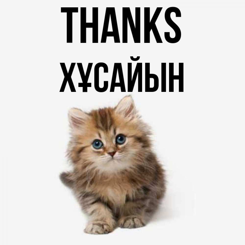 Greetings card с именем, ХҰСАЙЫН Thanks пушистый котик Greetings with text for free download 