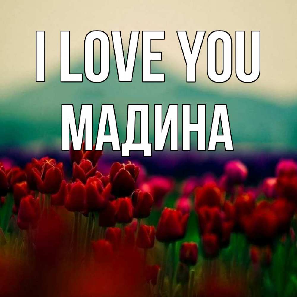 Greetings card с именем, Мадина I love you тюльпаны 4 Greetings with text for free download 