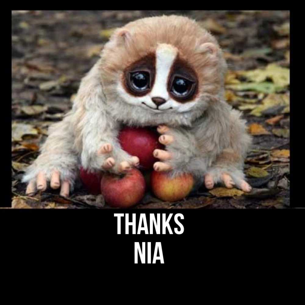 Greetings card с именем, Nia Thanks прикольное животное Greetings with text for free download 