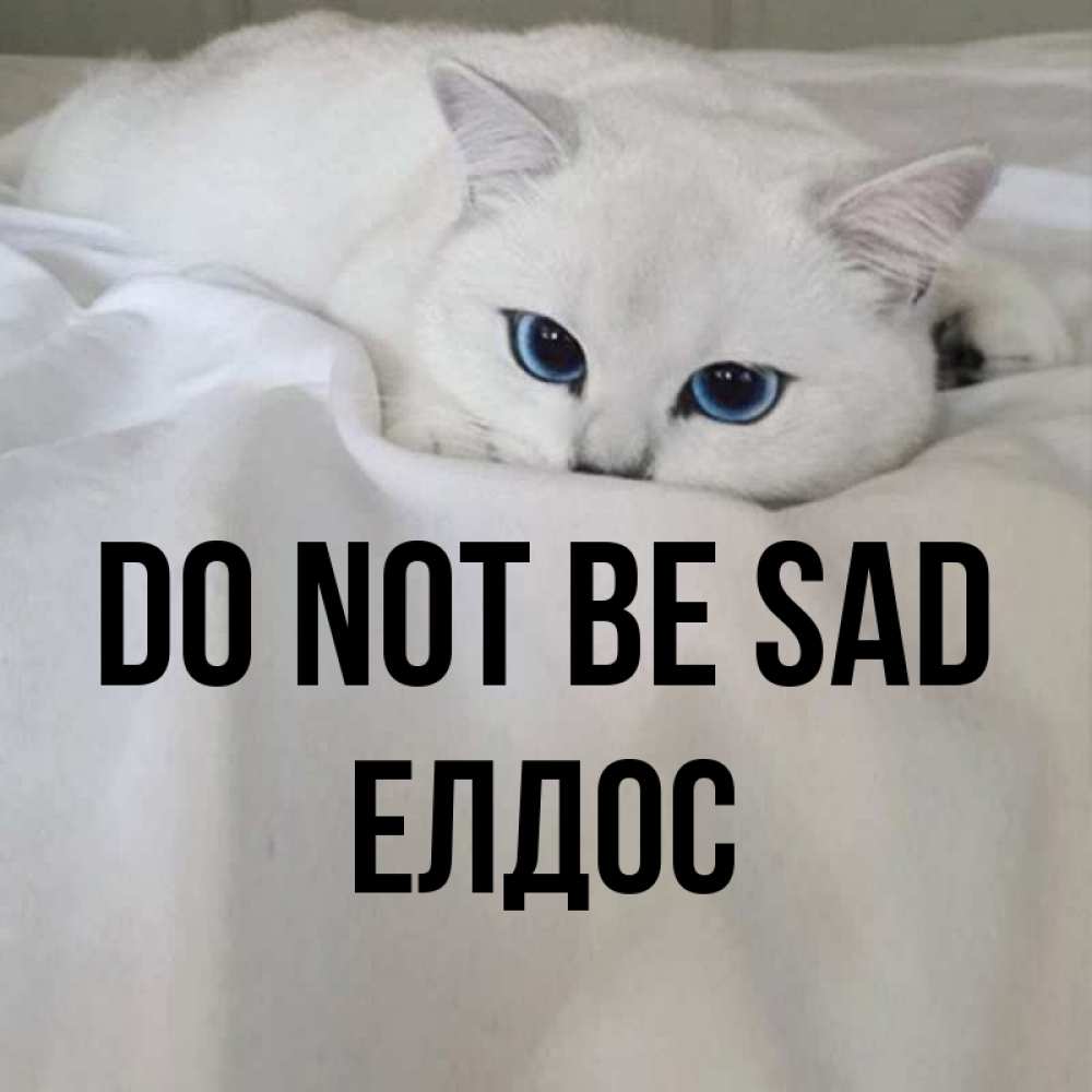 Greetings card с именем, Елдос Do not be sad Голубоглазая кошка Greetings with text for free download 