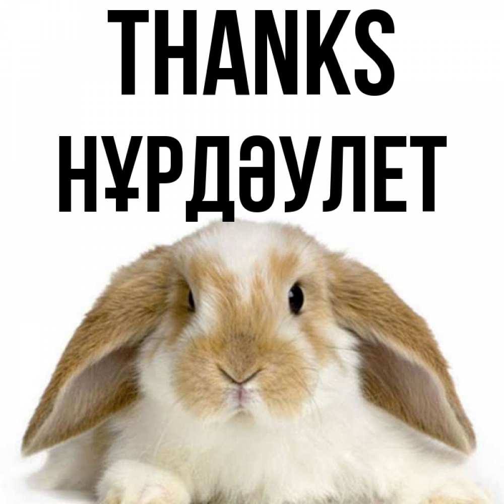Greetings card с именем, НҰРДӘУЛЕТ Thanks коричнево белый заяц Greetings with text for free download 