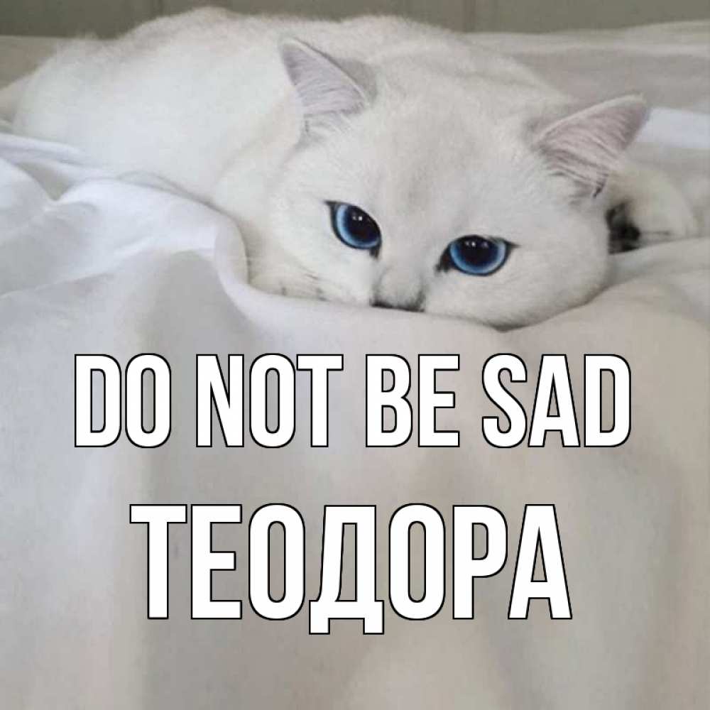 Greetings card с именем, Теодора Do not be sad белый кот с голубыми глазами на белоснежной кровати Greetings with text for free download 