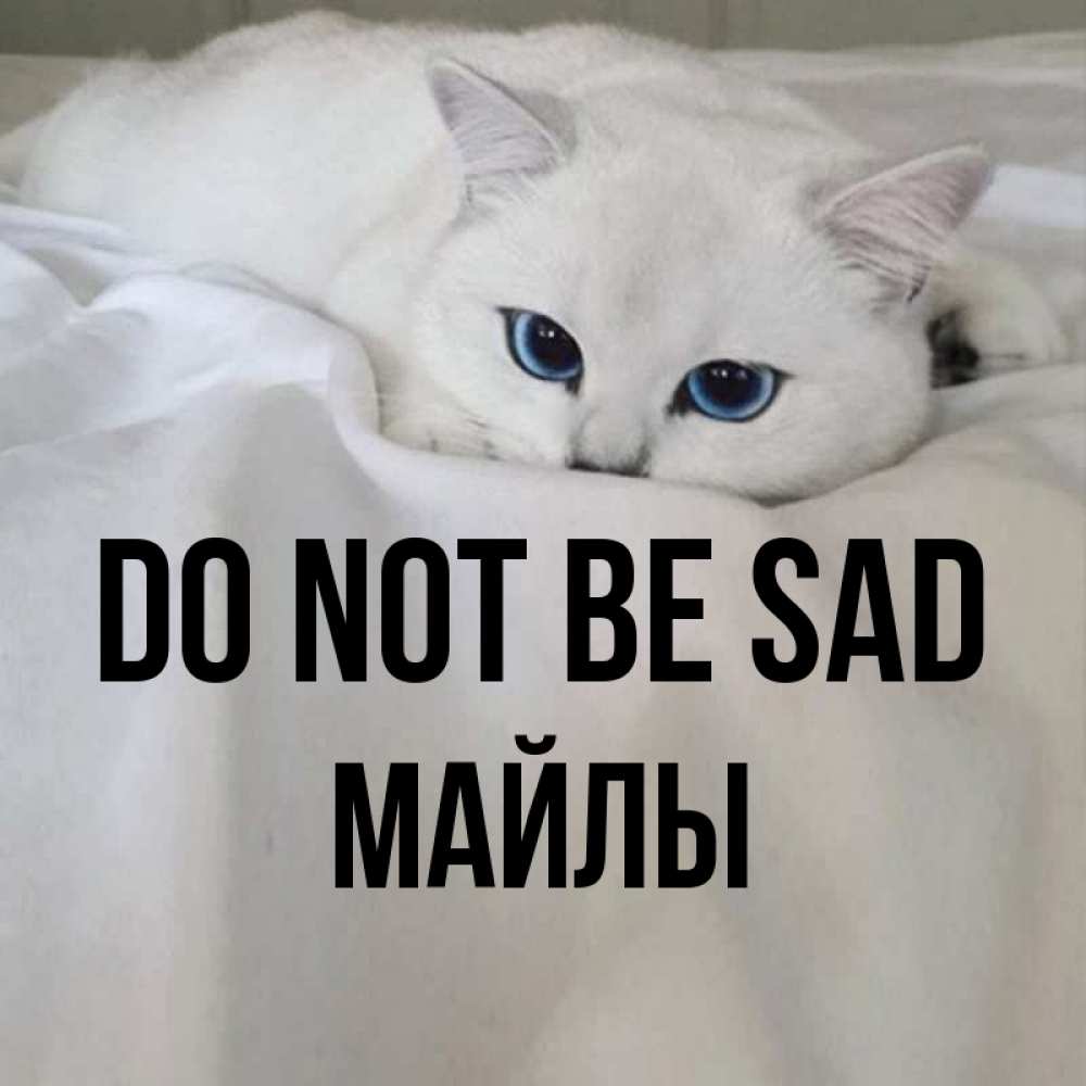 Greetings card с именем, МАЙЛЫ Do not be sad Голубоглазая кошка Greetings with text for free download 