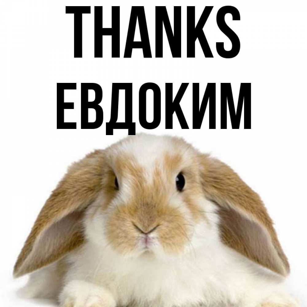 Greetings card с именем, Евдоким Thanks коричнево белый заяц Greetings with text for free download 