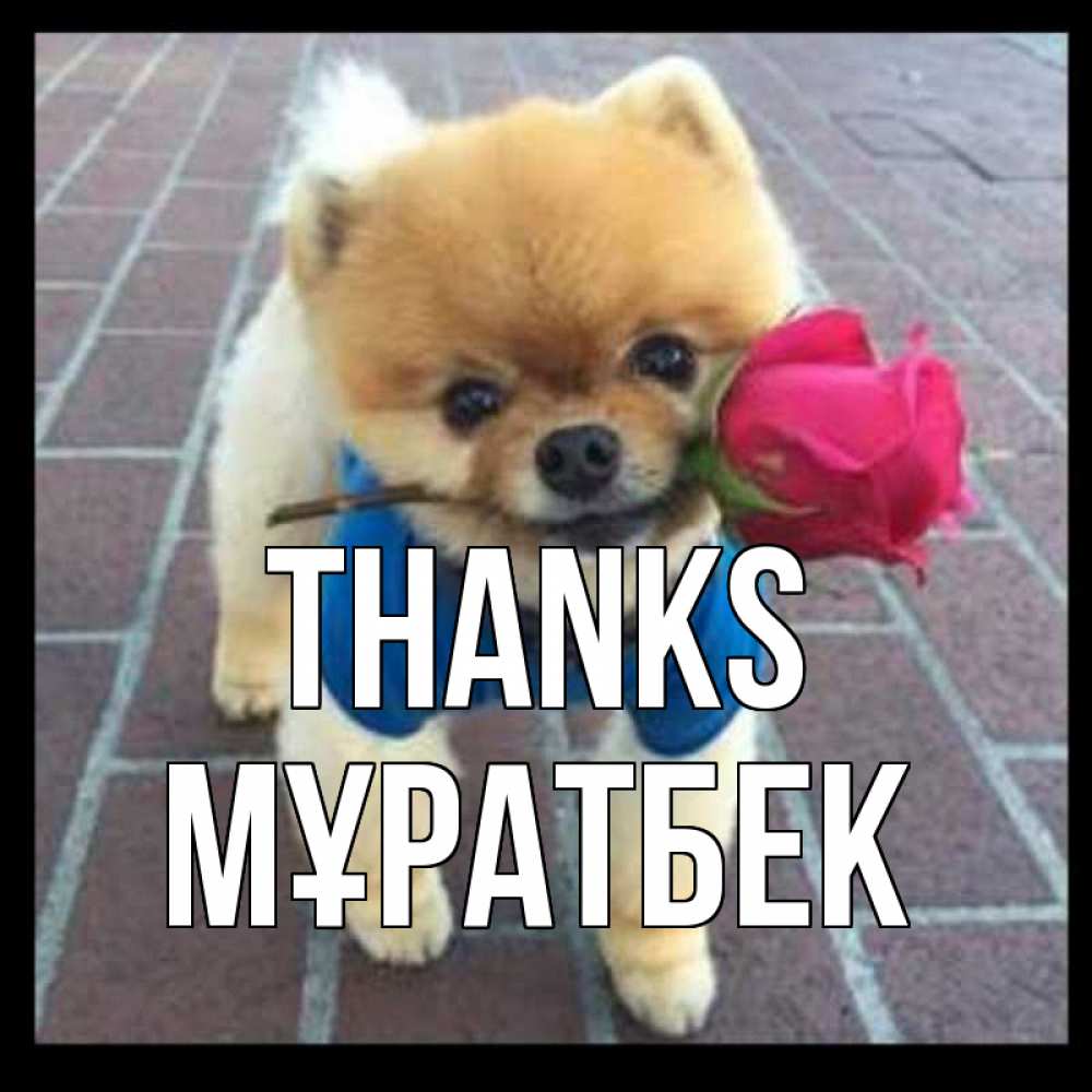 Greetings card с именем, Мұратбек Thanks спасибо и дарю тебе цветок Greetings with text for free download 